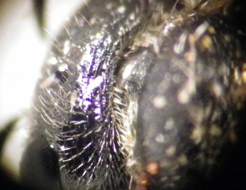 Sphecodes sp.